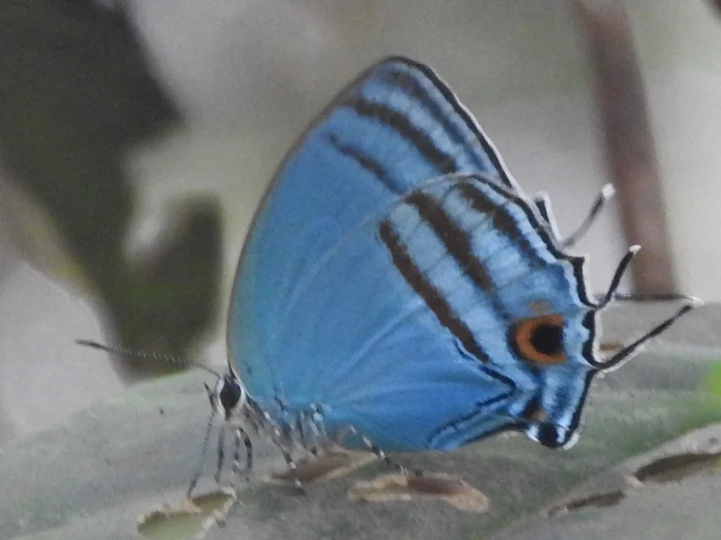 Fauna diminuta